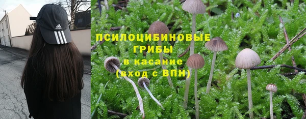 прущие грибы Нягань